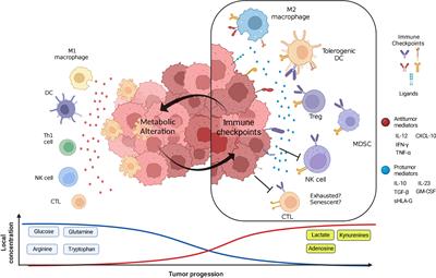 Partners in crime: The feedback loop between metabolic reprogramming and immune checkpoints in the tumor microenvironment